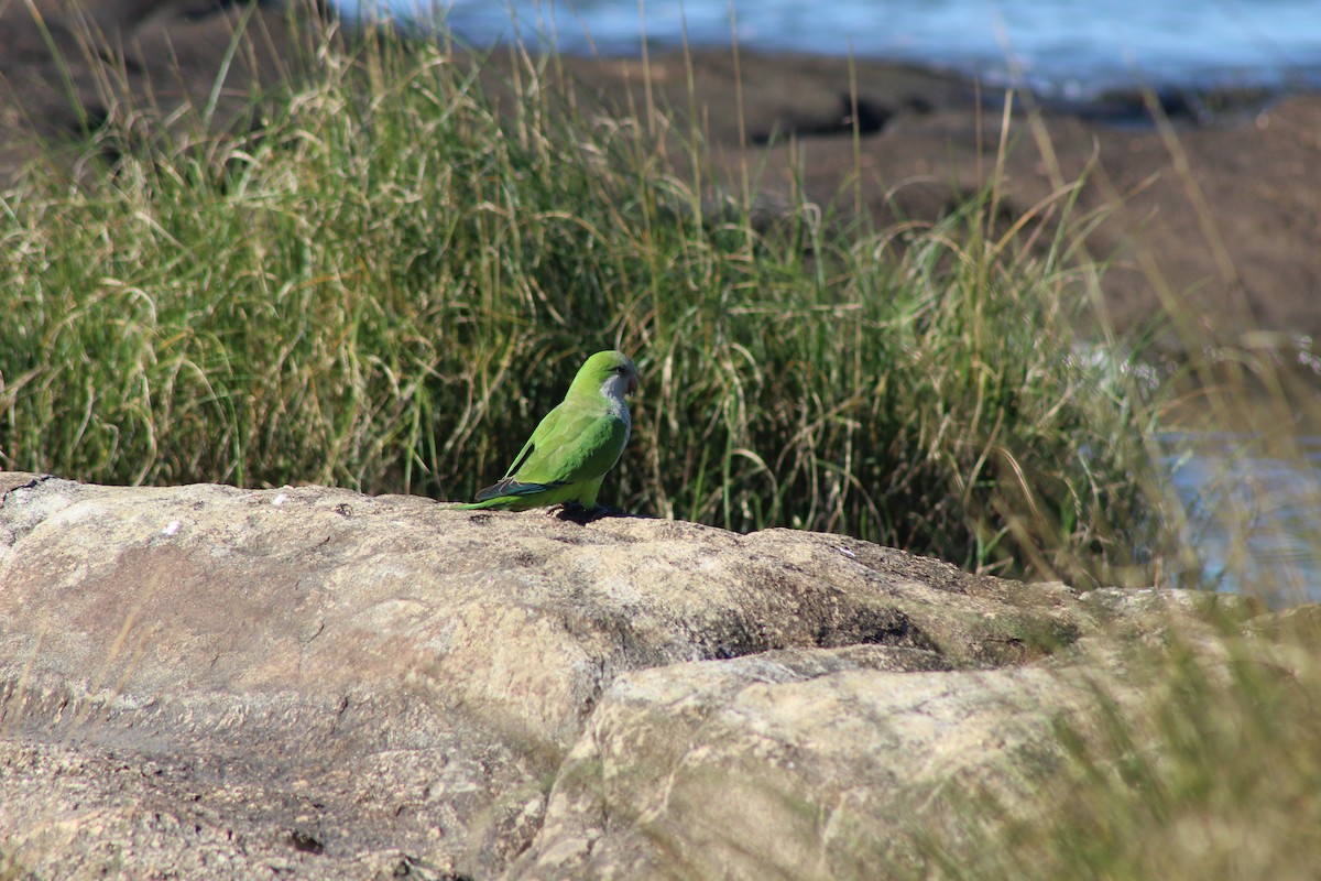 Monk Parakeet - César Lezama García