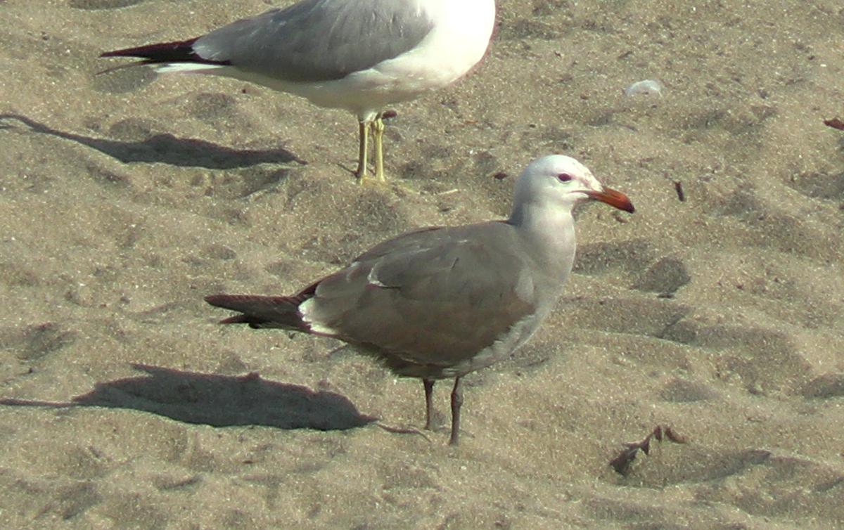 Heermann's Gull - Bill Deininger