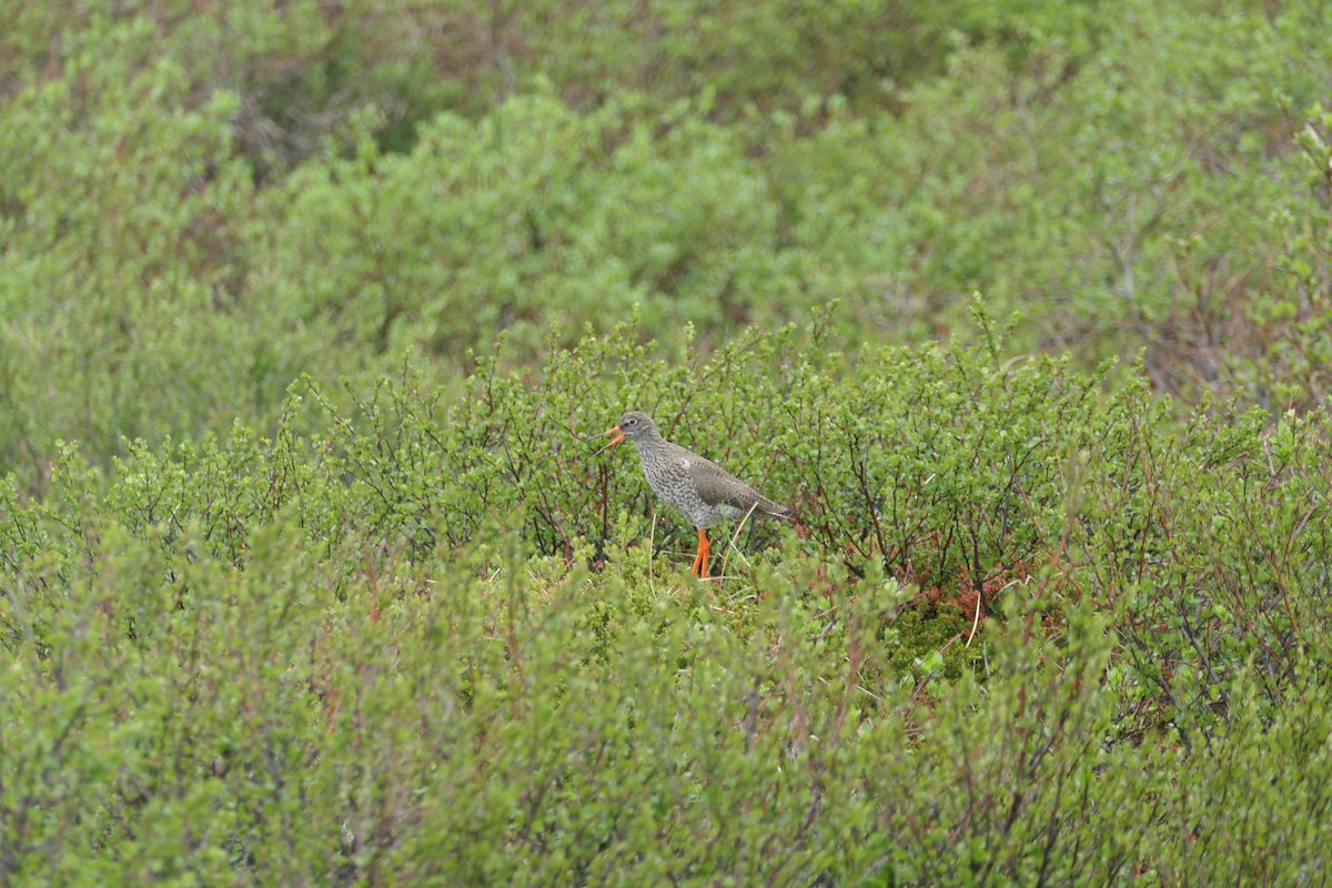 Common Redshank - ML588105361