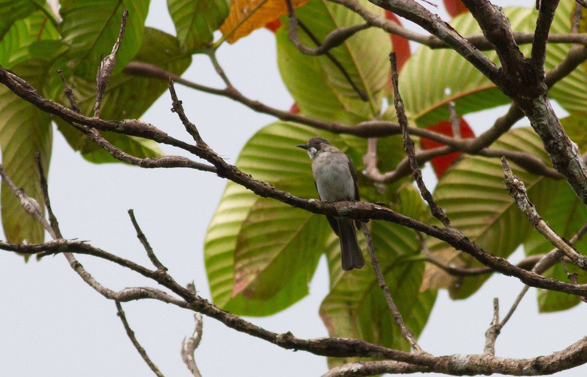 Cinereous Bulbul - ML588105621