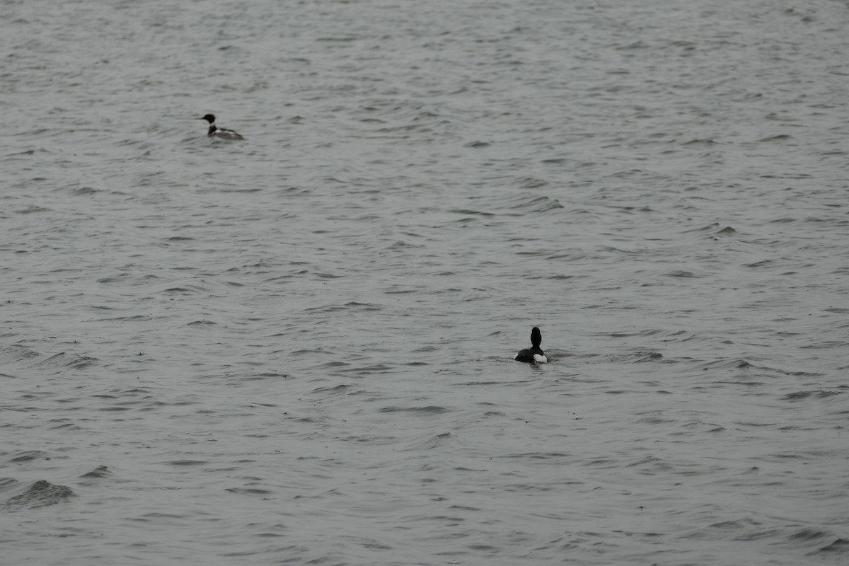 Tufted Duck - ML588105731