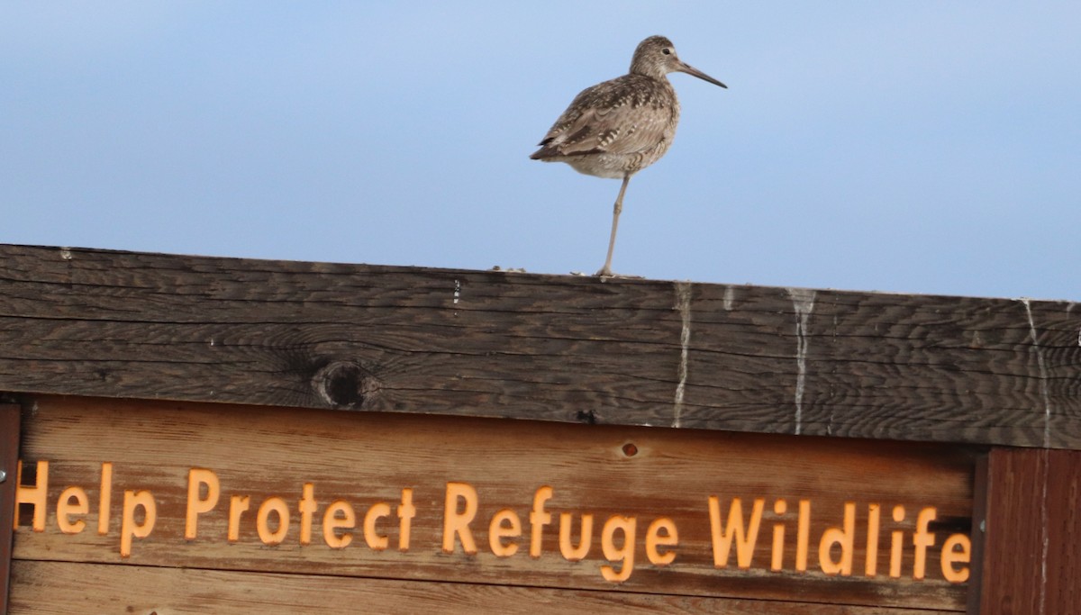 Willet (Western) - ML588105971