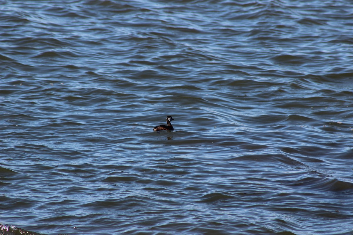 White-tufted Grebe - César Lezama García