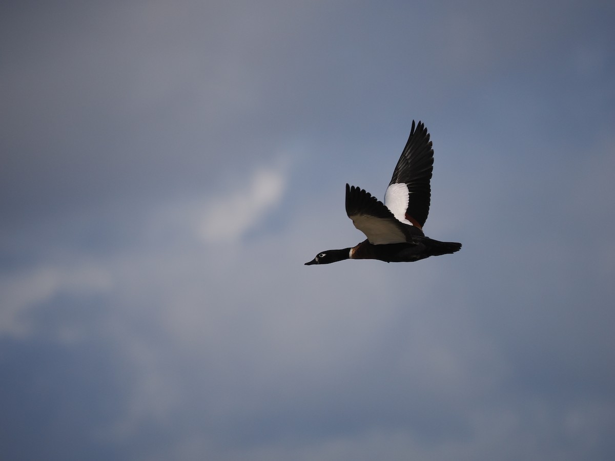 Australian Shelduck - ML588106121