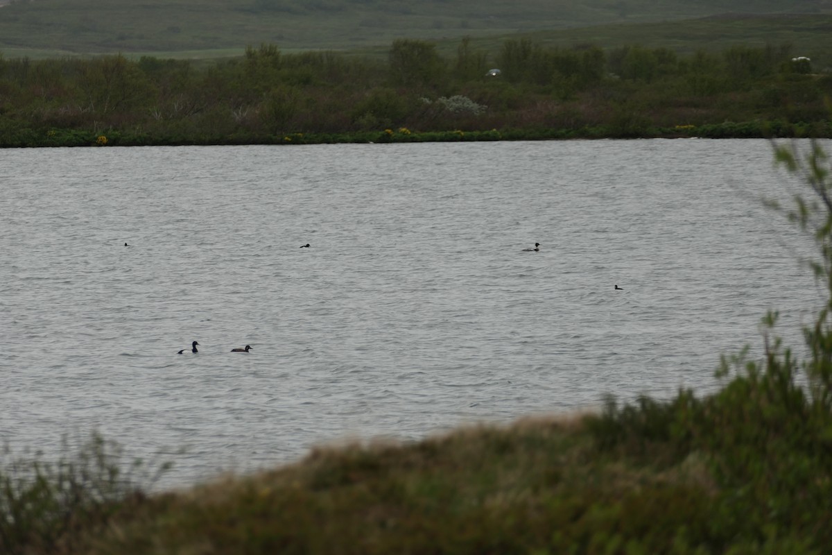 Greater Scaup - ML588106151