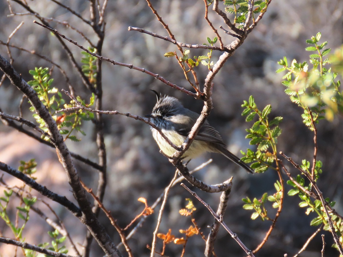 Tufted Tit-Tyrant - ML588106431