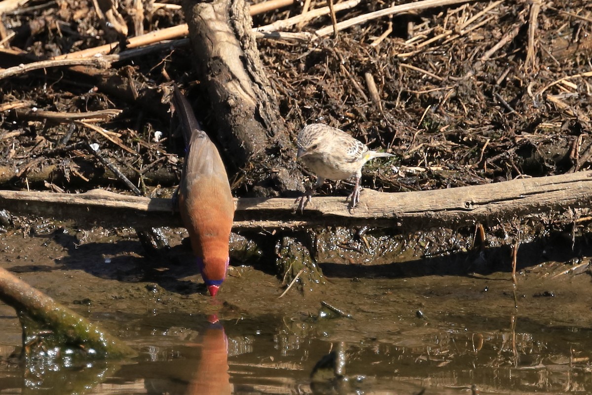 Violet-eared Waxbill - Phil Stouffer