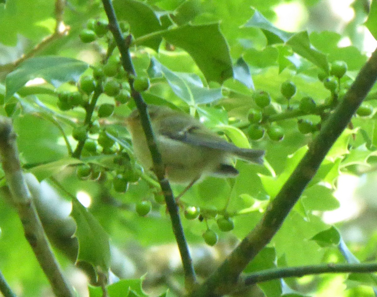 Common Firecrest - ML588106771