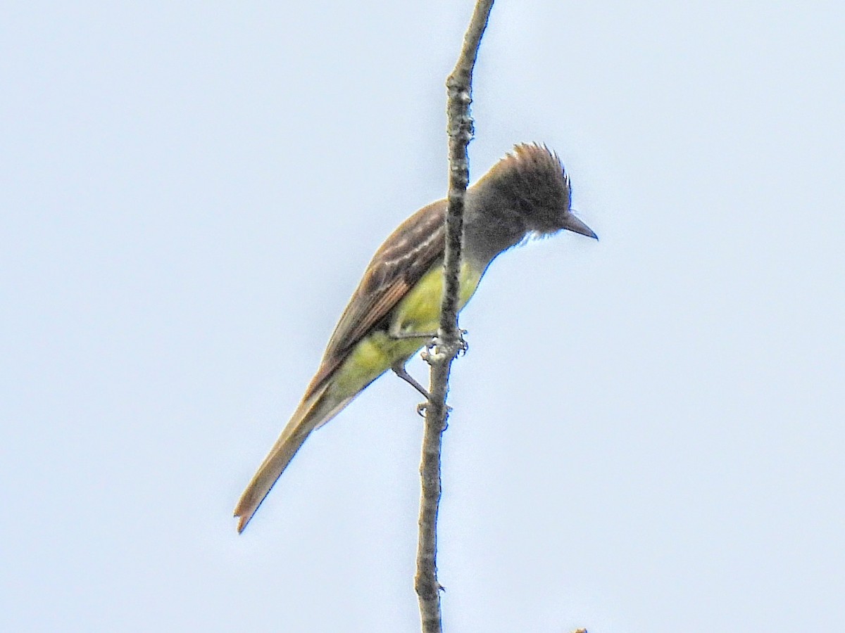 Great Crested Flycatcher - Ed Daniels