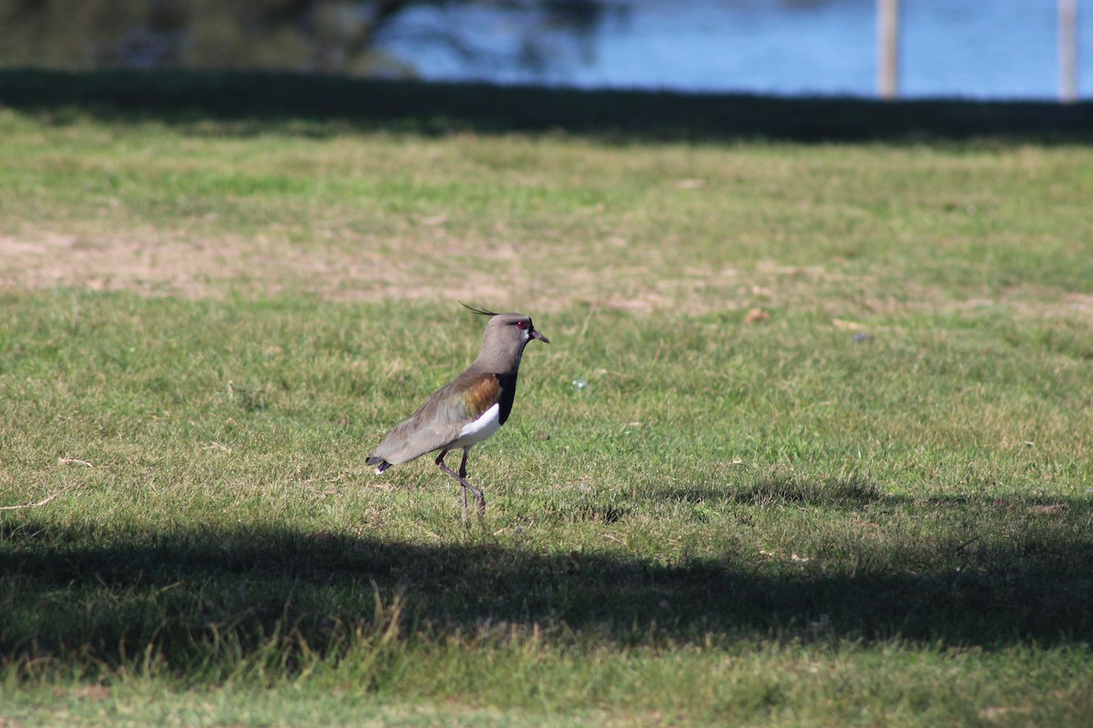 Southern Lapwing - César Lezama García