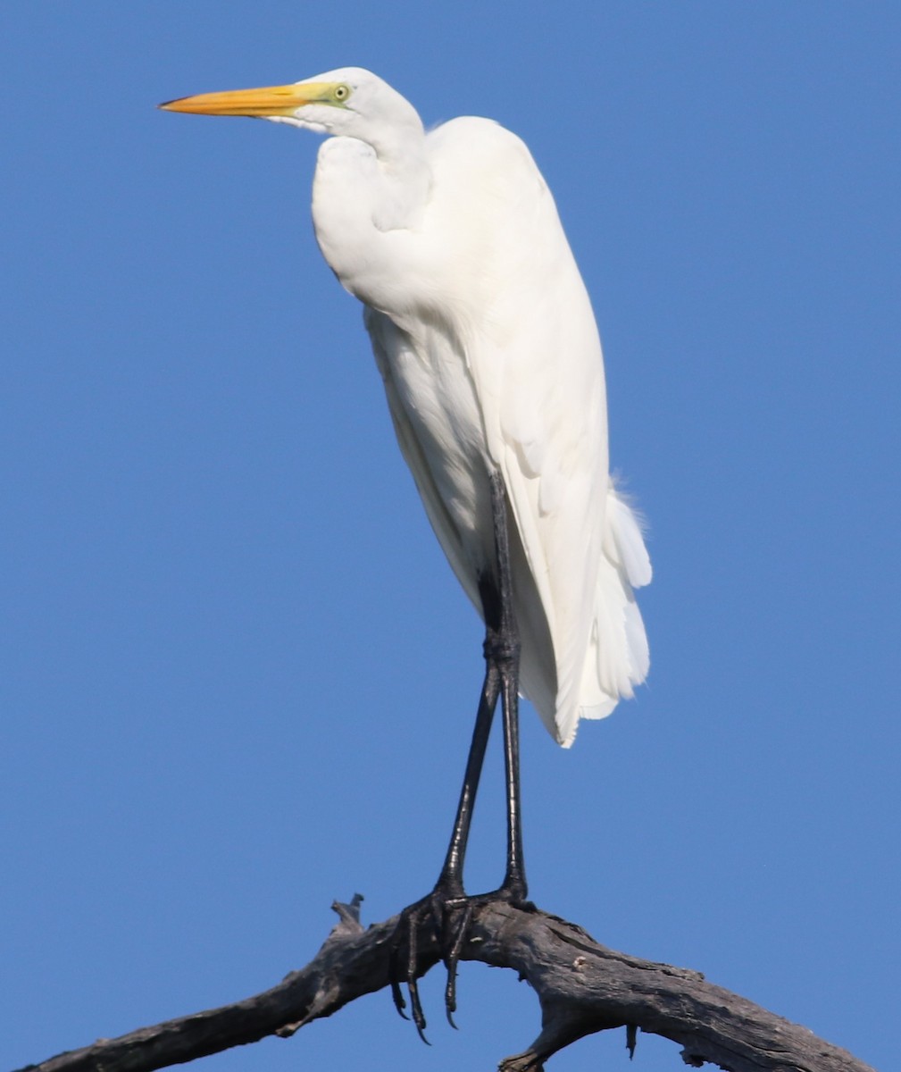 Great Egret - ML588108421