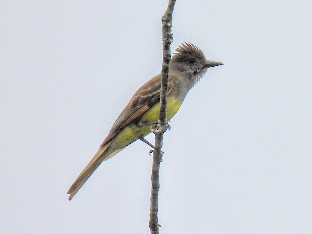 Great Crested Flycatcher - Ed Daniels