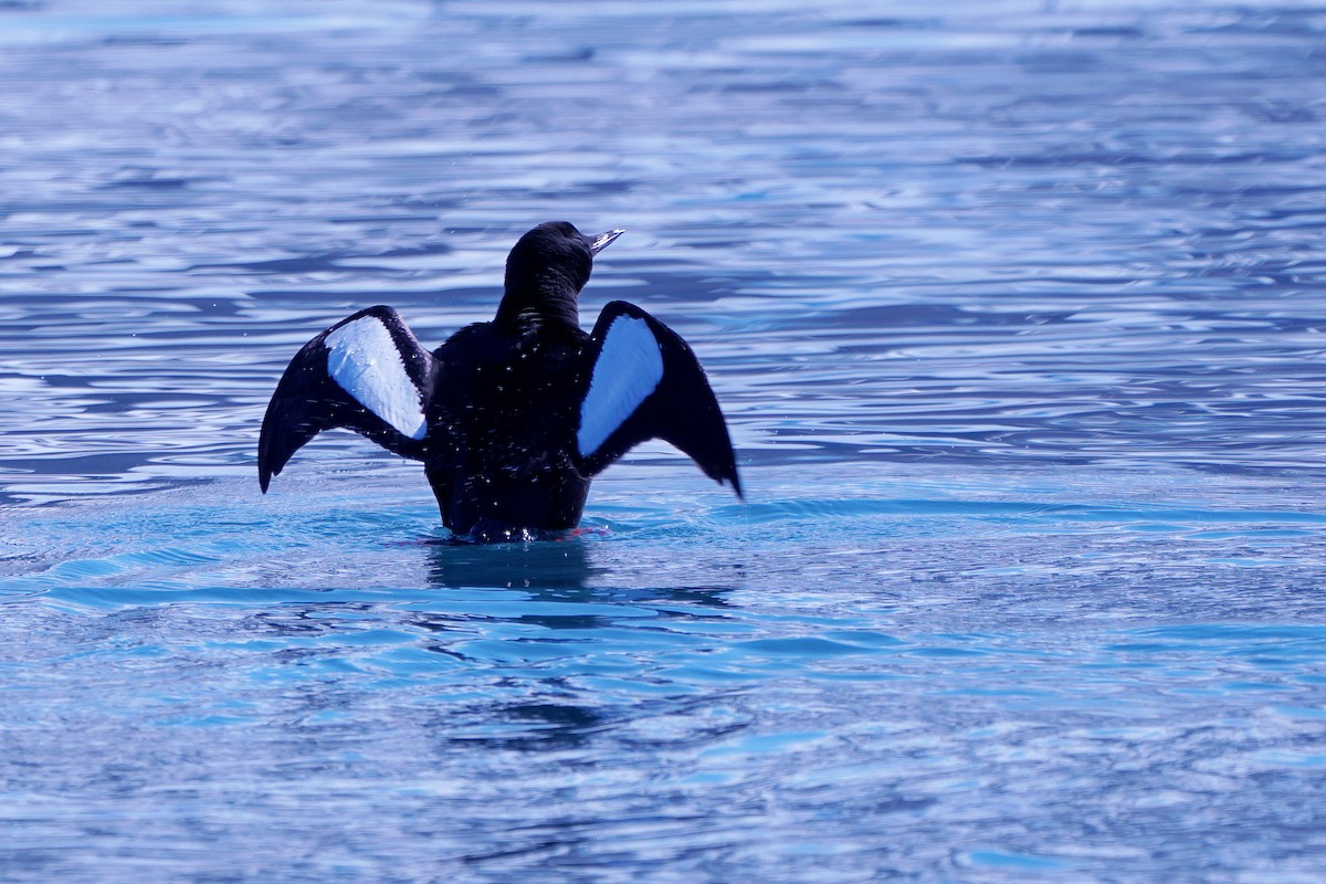 Black Guillemot - Iris Lichtenberg