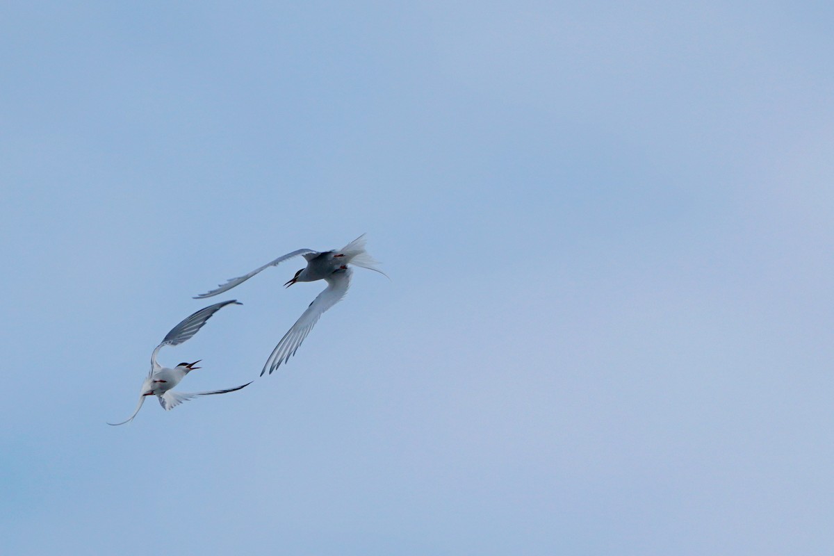 Arctic Tern - Iris Lichtenberg