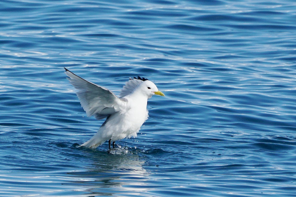 Black-legged Kittiwake - ML588111011