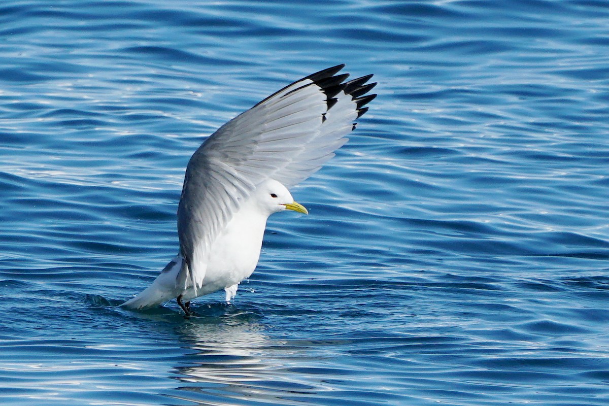 Black-legged Kittiwake - ML588111021