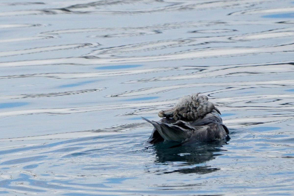 Fulmar boréal - ML588111341