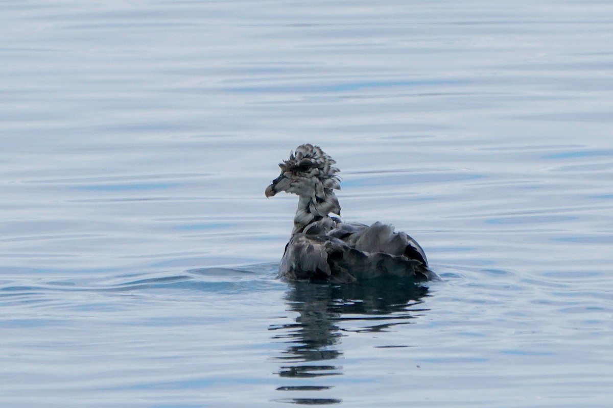 Northern Fulmar - ML588111351