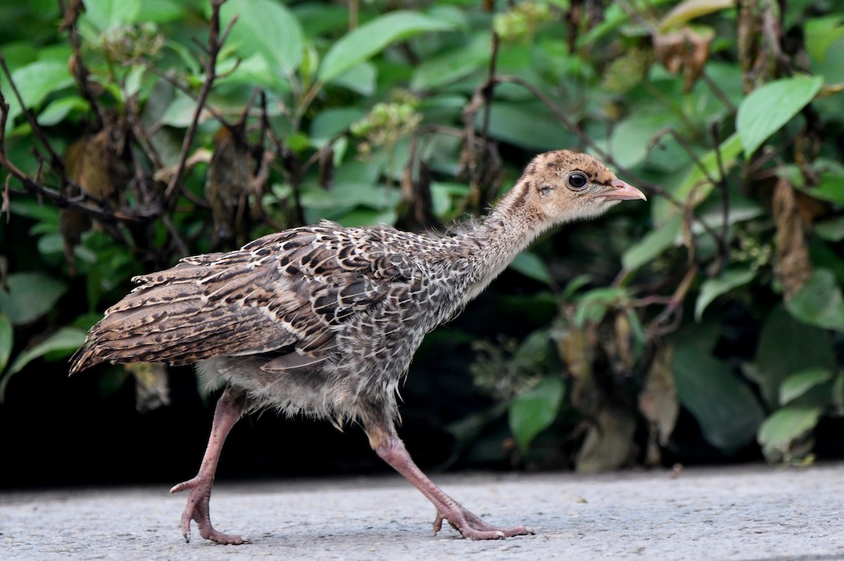 Wild Turkey - Stéphane Barrette