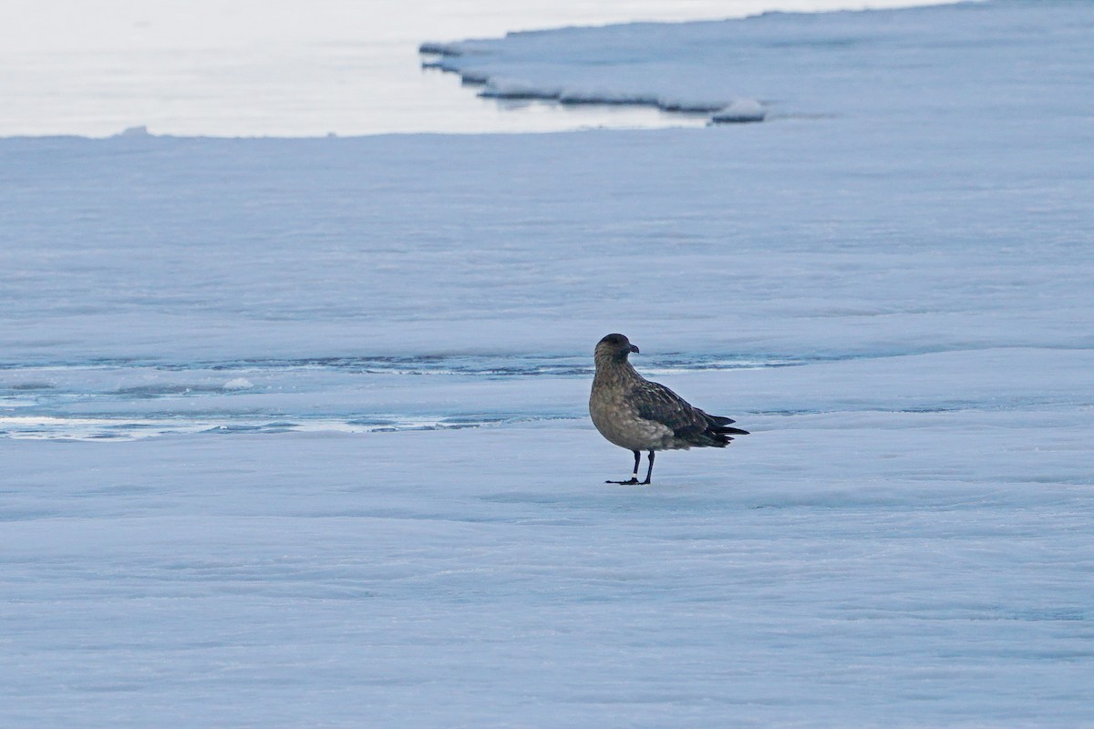 Great Skua - ML588111621