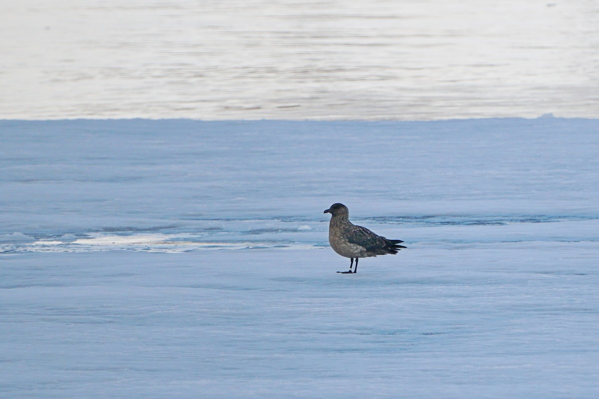 Great Skua - ML588111641