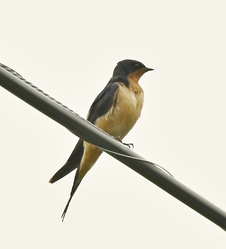 Barn Swallow - Regis Fortin