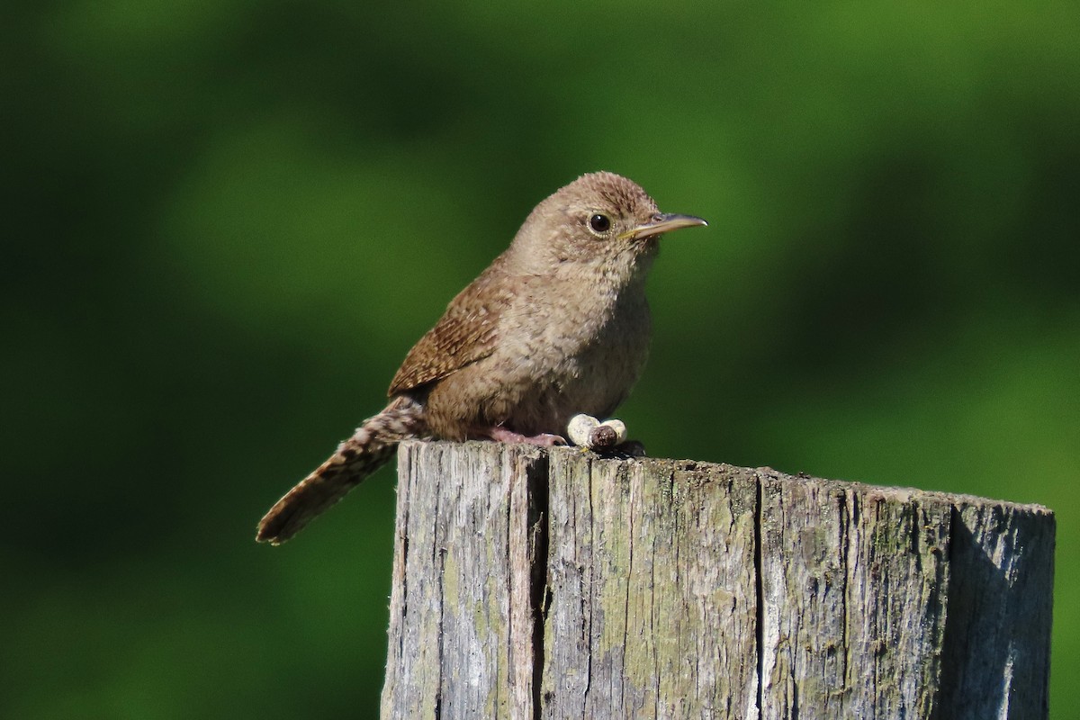 House Wren - ML588112501