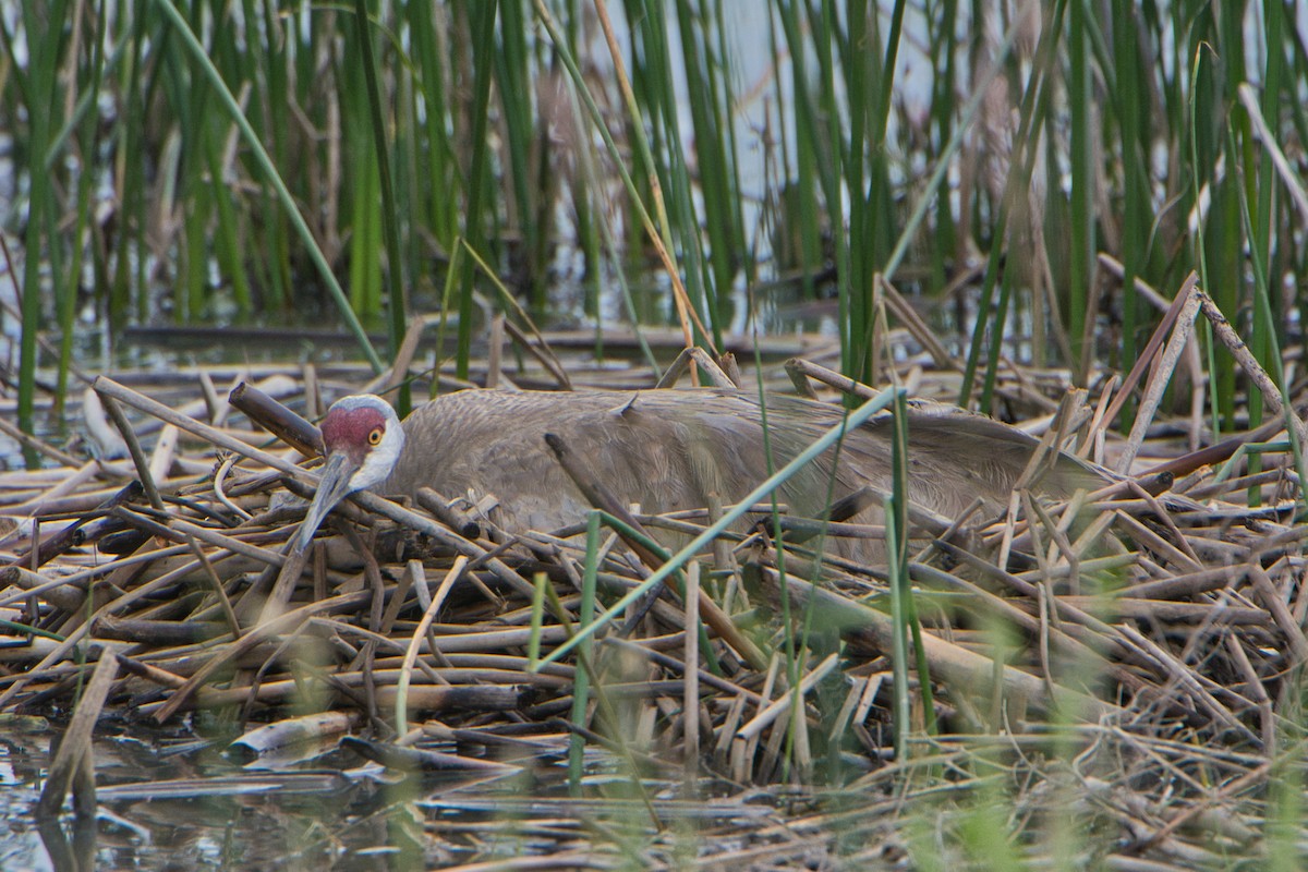 Sandhill Crane - ML588113441