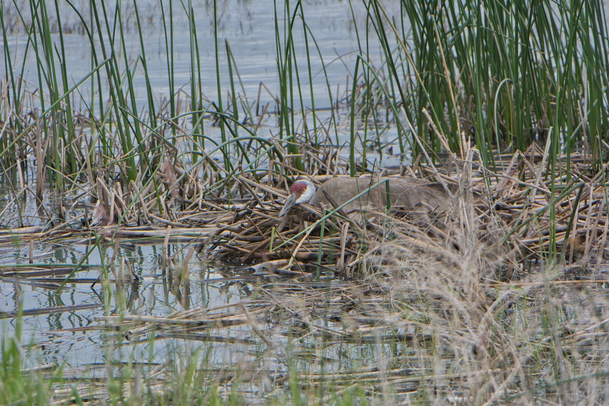 Sandhill Crane - ML588113451