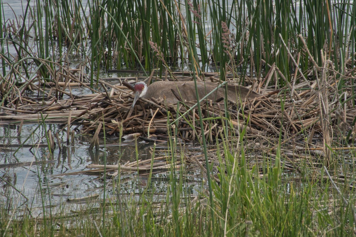 Sandhill Crane - ML588113461