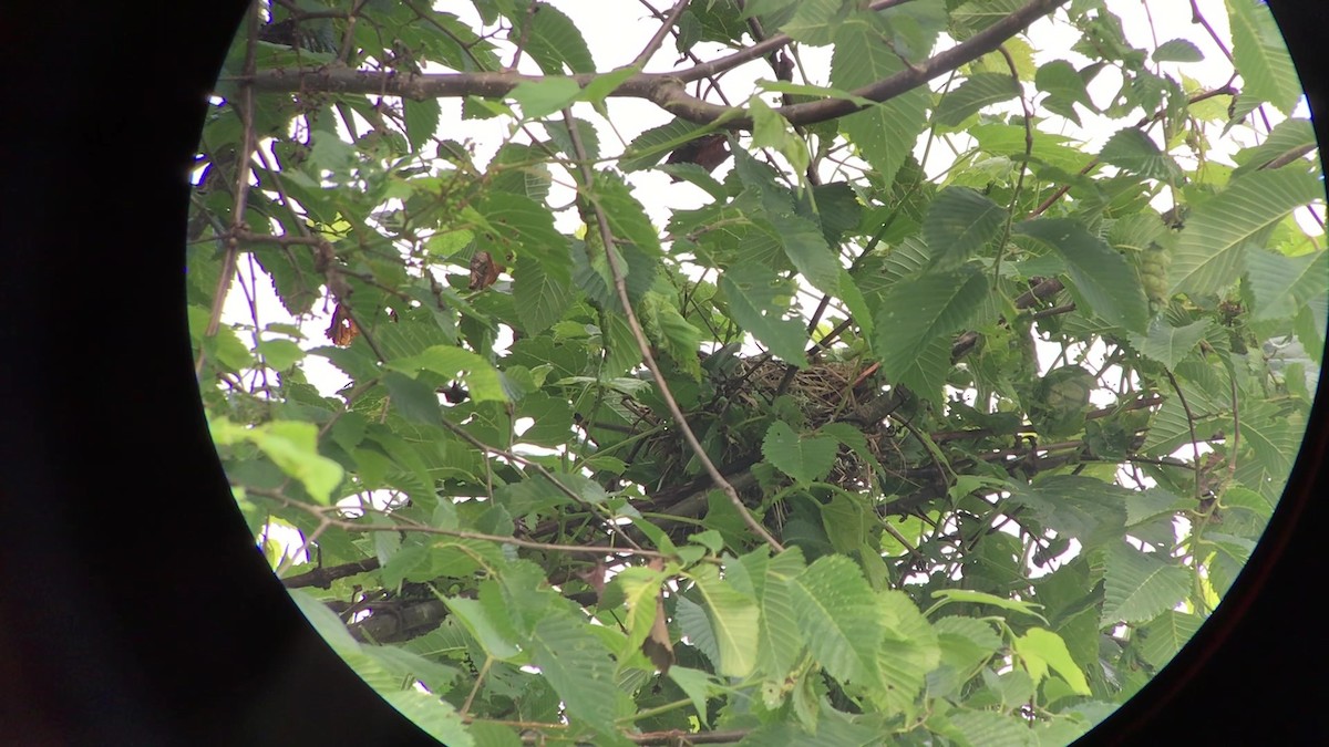 Cedar Waxwing - ML588113811