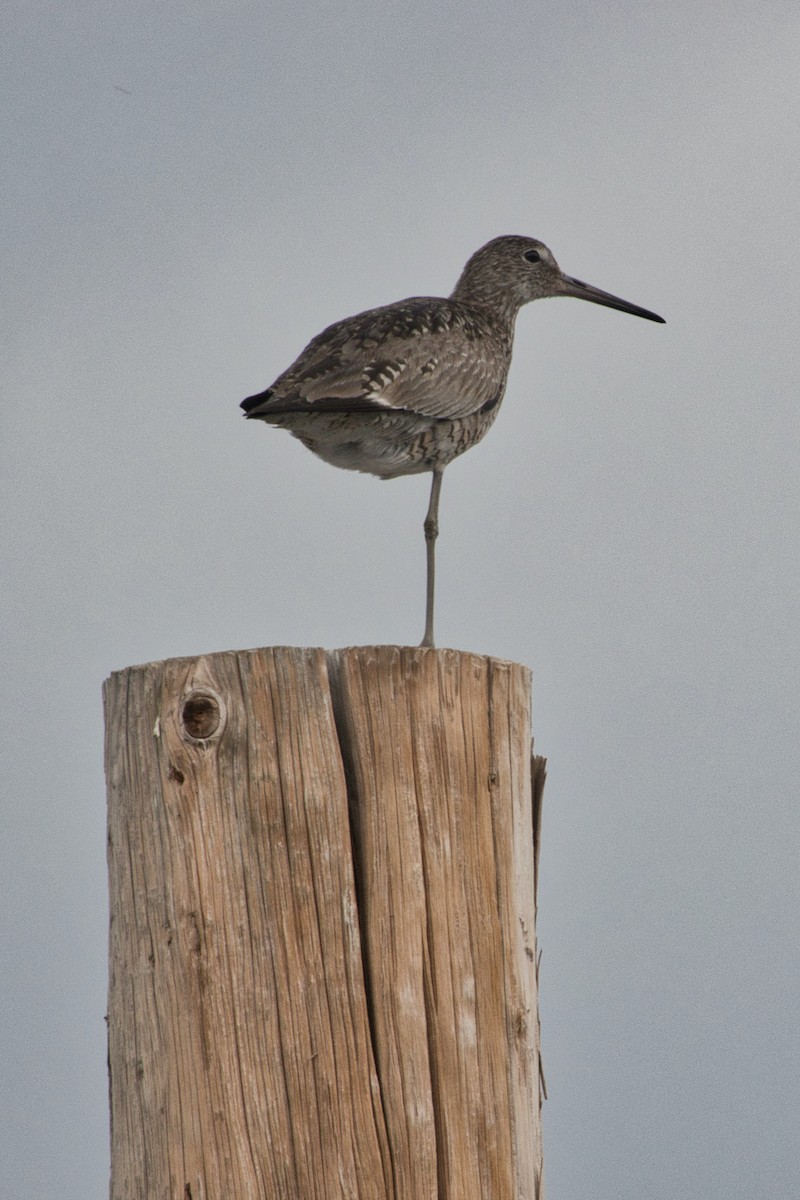 Willet (Western) - ML588115121
