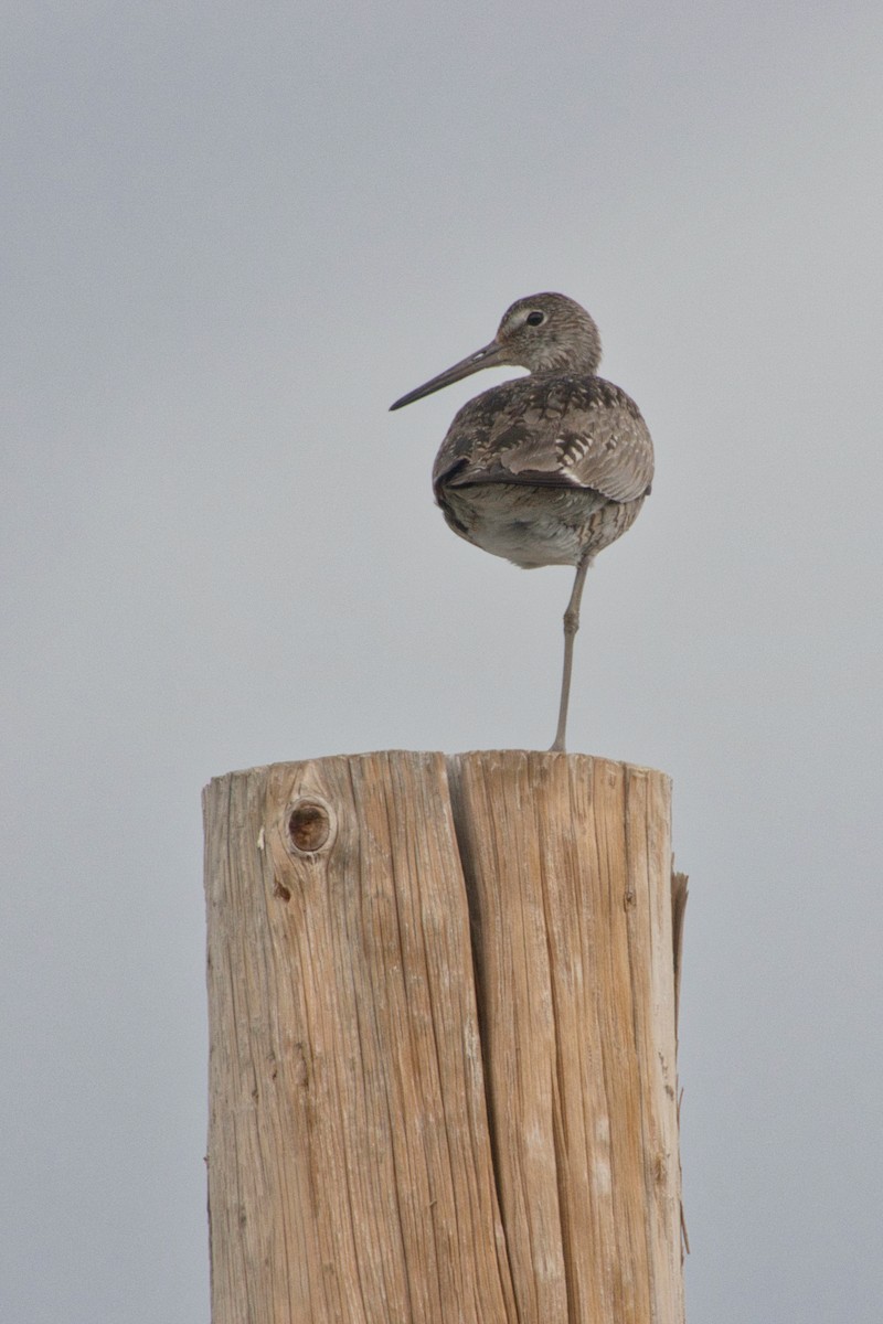 Willet (Western) - ML588115131