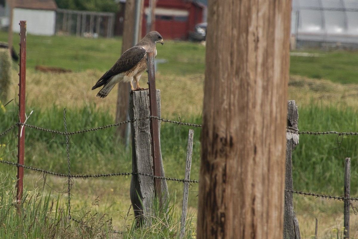 Swainson's Hawk - ML588115341