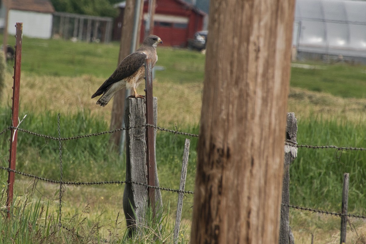 Swainson's Hawk - ML588115351