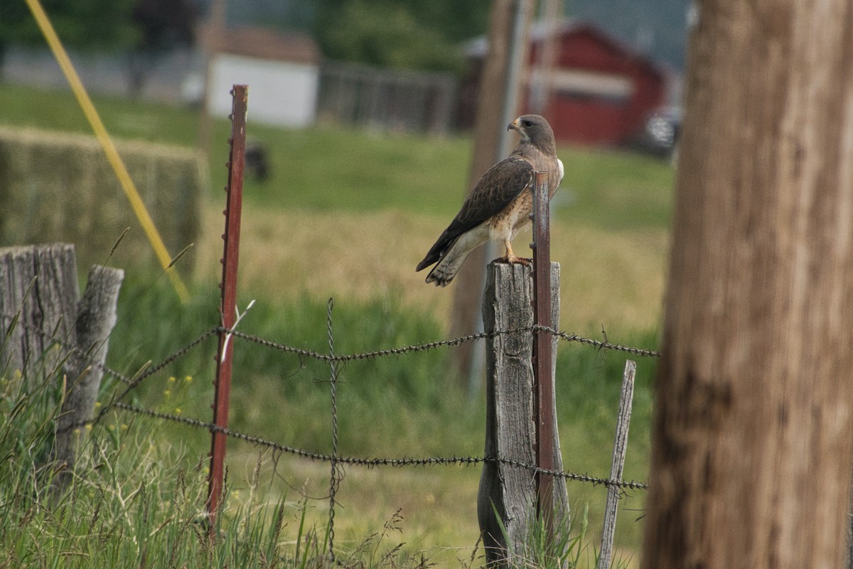 Swainson's Hawk - ML588115361