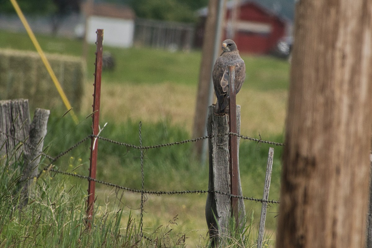 Swainson's Hawk - ML588115371