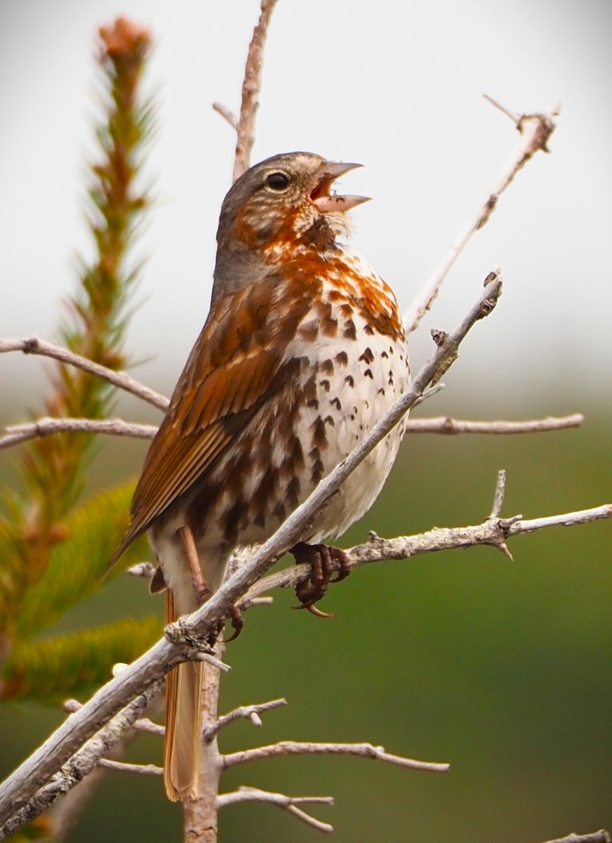 Fox Sparrow - ML588116001