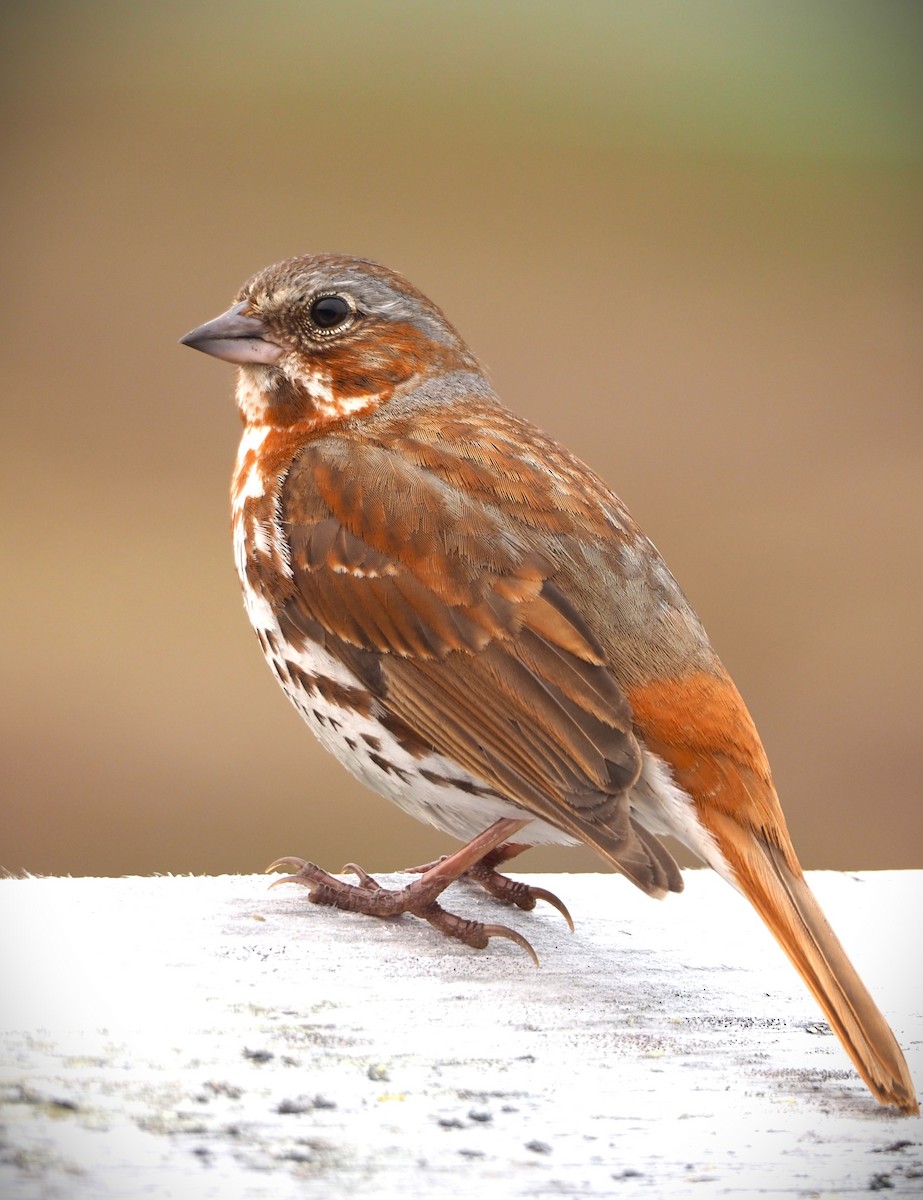 Fox Sparrow - ML588116011