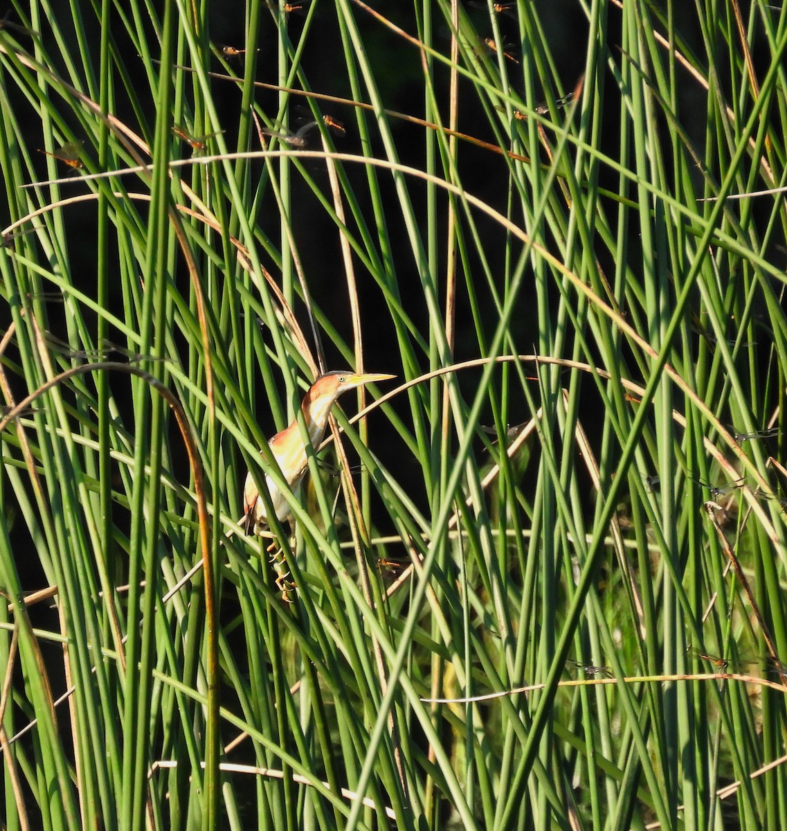 Least Bittern - ML588116181