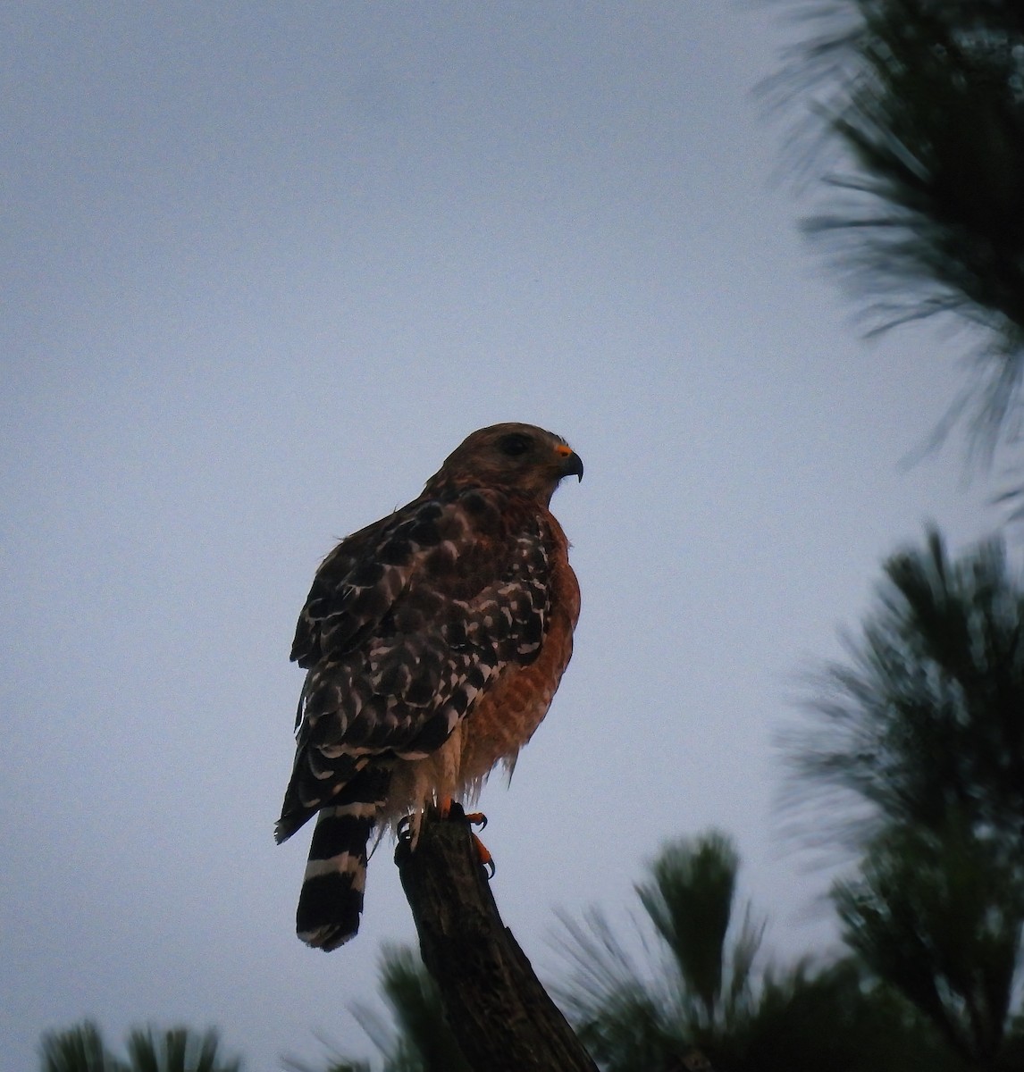 Red-shouldered Hawk - ML588116361