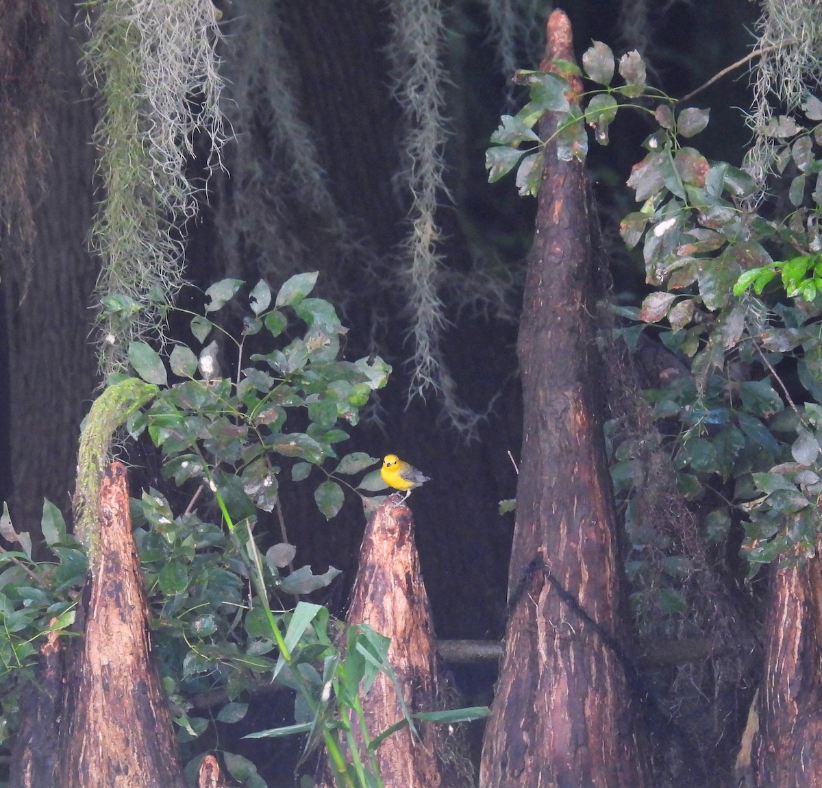 Prothonotary Warbler - ML588116511