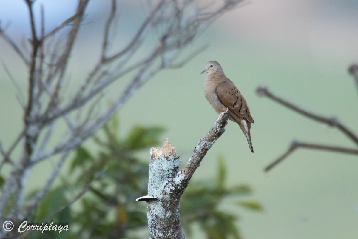 Ruddy Ground Dove - Fernando del Valle