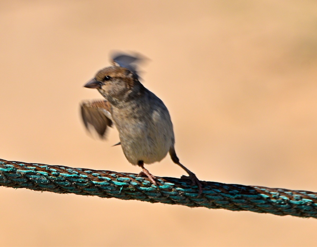 House Sparrow - ML588117721