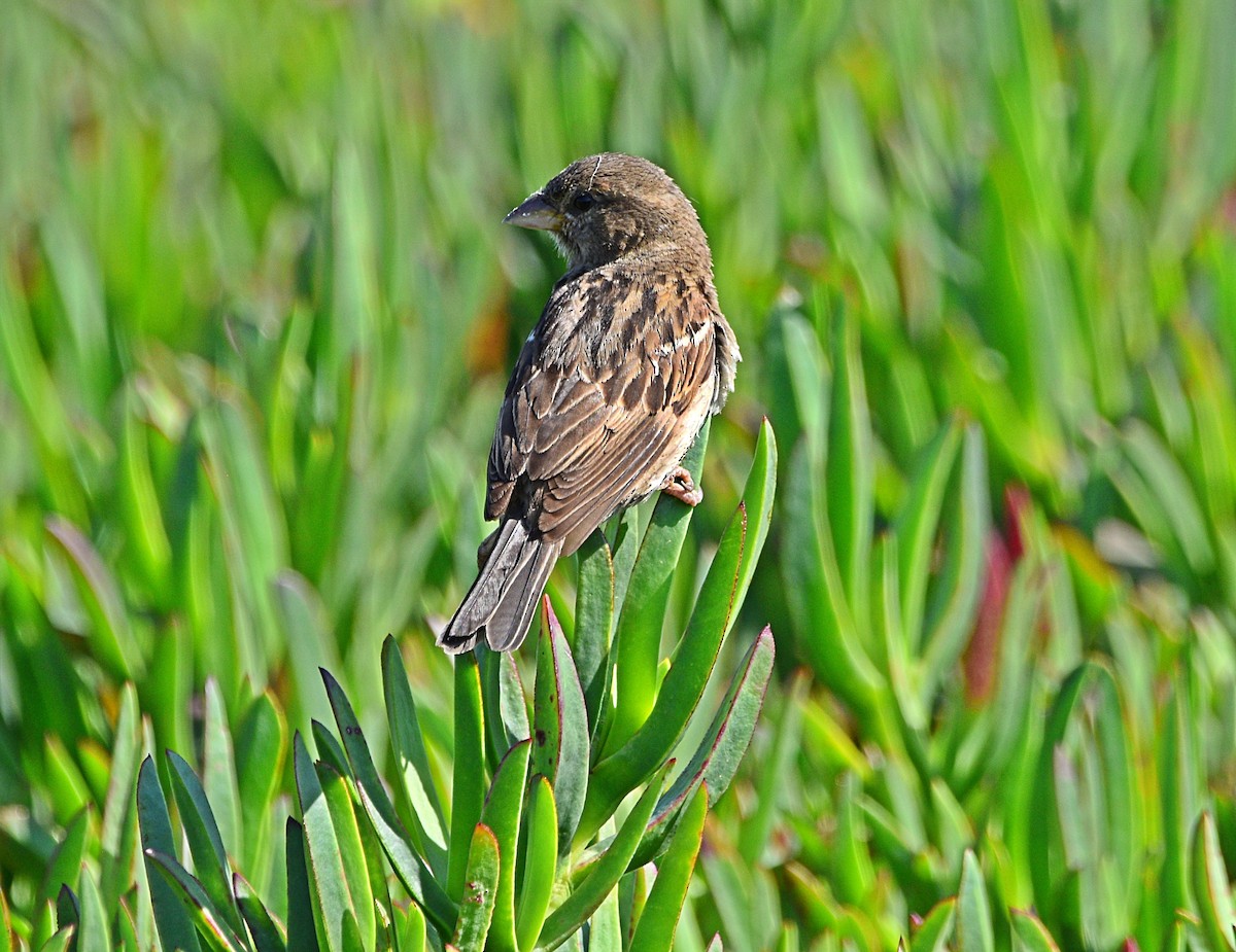 House Sparrow - ML588117731