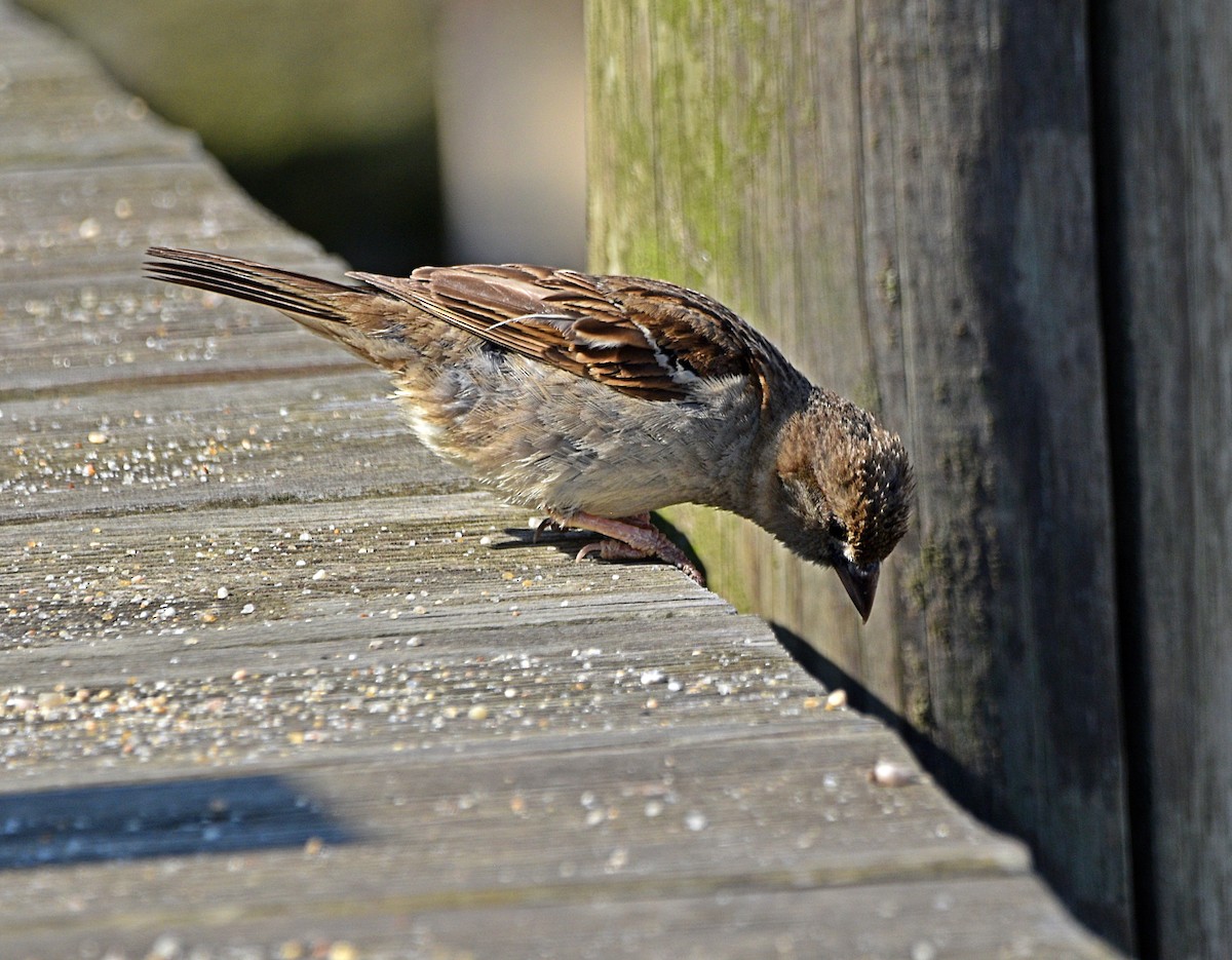 House Sparrow - ML588117741