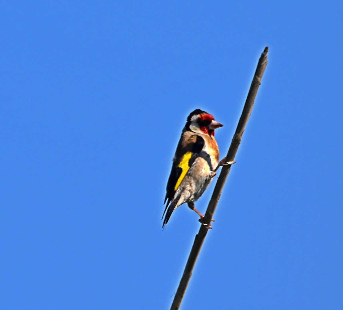 European Goldfinch - ML588117871