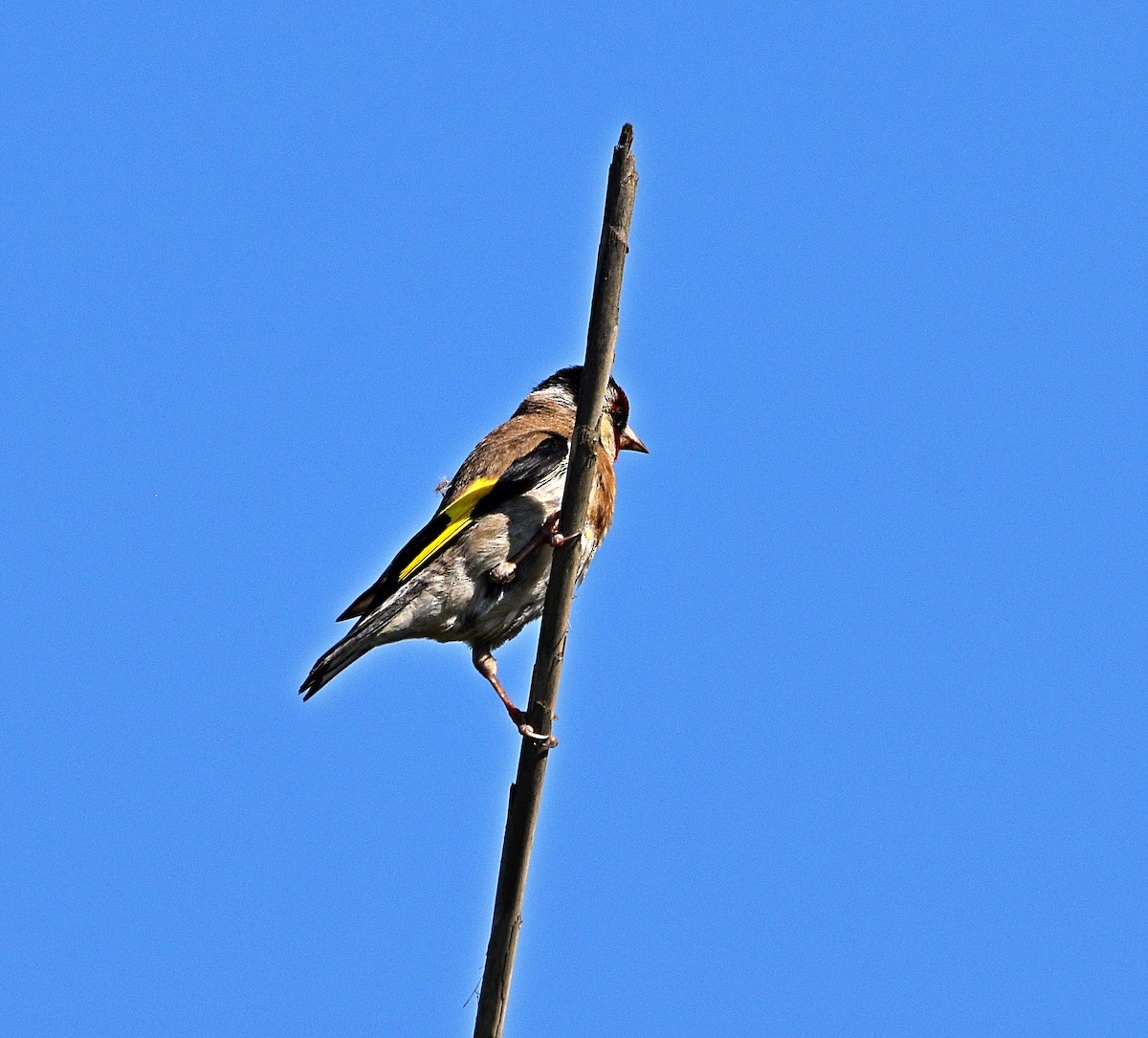 European Goldfinch - ML588117881