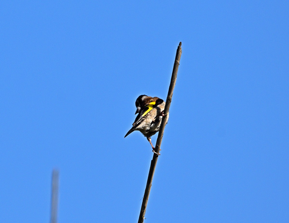 European Goldfinch - Joao Freitas