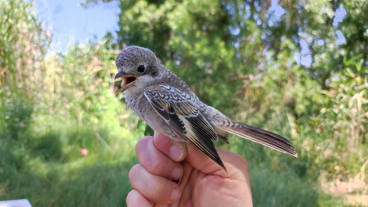 Woodchat Shrike - Manu Santa-Cruz